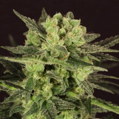 Automatic MK-Ultra Kush Feminized