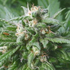 Biddy Early Feminized