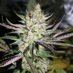 StarBerry Regular