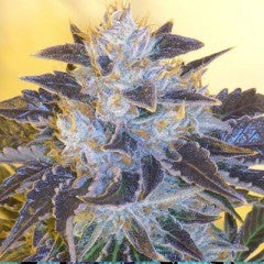 Grape OG Feminized