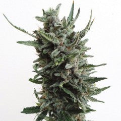 Automatic Critical Hog Feminized