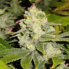 DeadHead OG Feminized