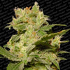 Auto Jack Auto Flowering Feminized