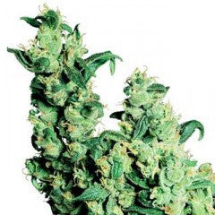 Jack Herer Regular