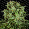 Durga Mata II CBD Feminized