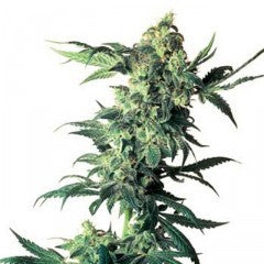 Northern Lights Feminized