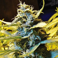 Automatic Northern Hog Feminized