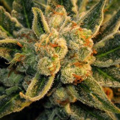 BubbleGum Feminized