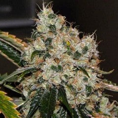 Chem 91 Feminised
