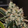 Chem 91 Feminised