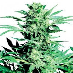 Shiva Skunk Feminized