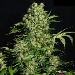 Chronic Feminized