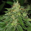 S.A.G.E Feminized