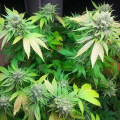 Sweet Pink Grapefruit BX Regular