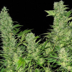 Double Dutch Feminized