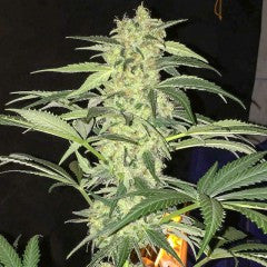 S.A.G.E. CBD Feminized