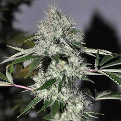 Chem4 OG Feminized