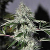 Chem4 OG Feminized