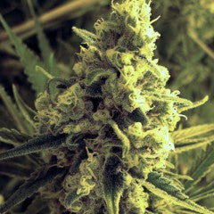 Critical Hog Feminized