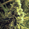 Critical Hog Feminized