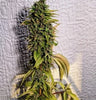 London OG Feminized