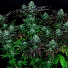 DarkStar Kush Regular