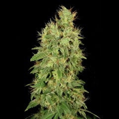 CBD Chronic Feminized