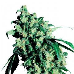 Super Skunk Feminized