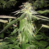 Corleone Kush Feminized
