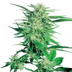 Big Bud Feminized