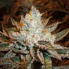 Sour Power Feminized