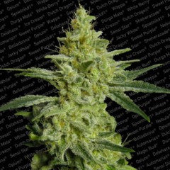 ALLKUSH Feminized