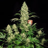 AK-47 Feminized