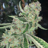 East Coast Sour Peach Regular