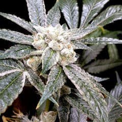 El Fuego Feminized