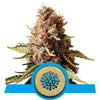 Euphoria Medicinal