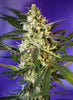 Fast Bud 2 Autoflowering