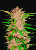 Fastberry Autoflowering Feminized