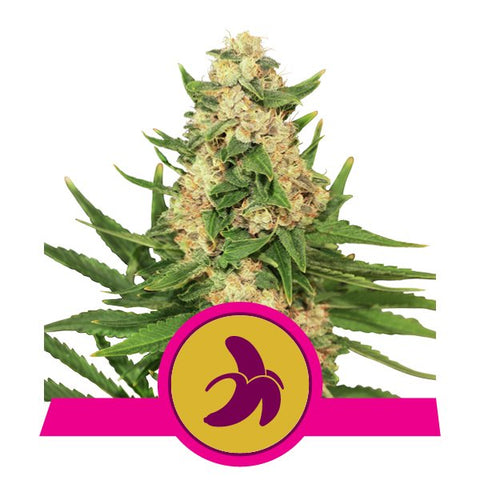 Fat Banana Feminized