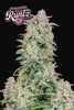 Forbidden Runtz Autoflowering Feminized