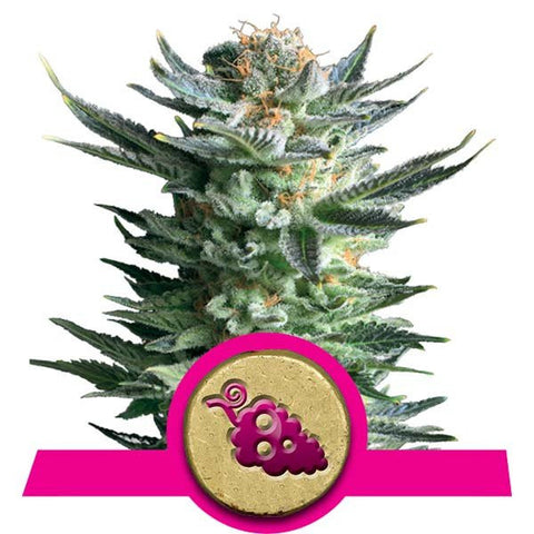 Fruit Spirit Feminized