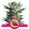 Fruit Spirit Feminized