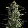 Galaxy Feminized