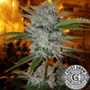 Geist Grow OG S1 Feminized