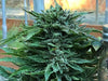 Geist OG AUTOFLOWERING Feminized