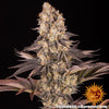 Gelato #45 Feminized