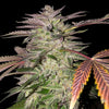 Gelato Cake Feminized