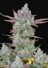 Gorilla Cookies Autoflowering Feminized