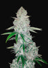 Glue Autoflowering Feminized