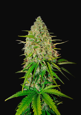 Grapefruit Autoflowering Feminized